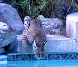 bobcat2